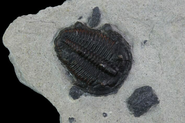 Bolaspidella Trilobite From Wheeler Shale, Utah #97197